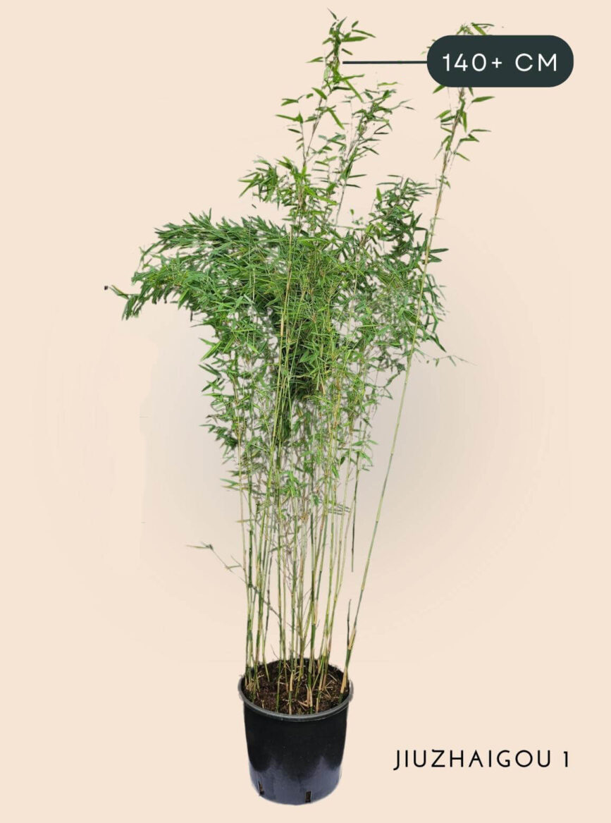 Bamboe Plant Fargesia Jiuzhaigou1 10 liter 140+ cm hoog