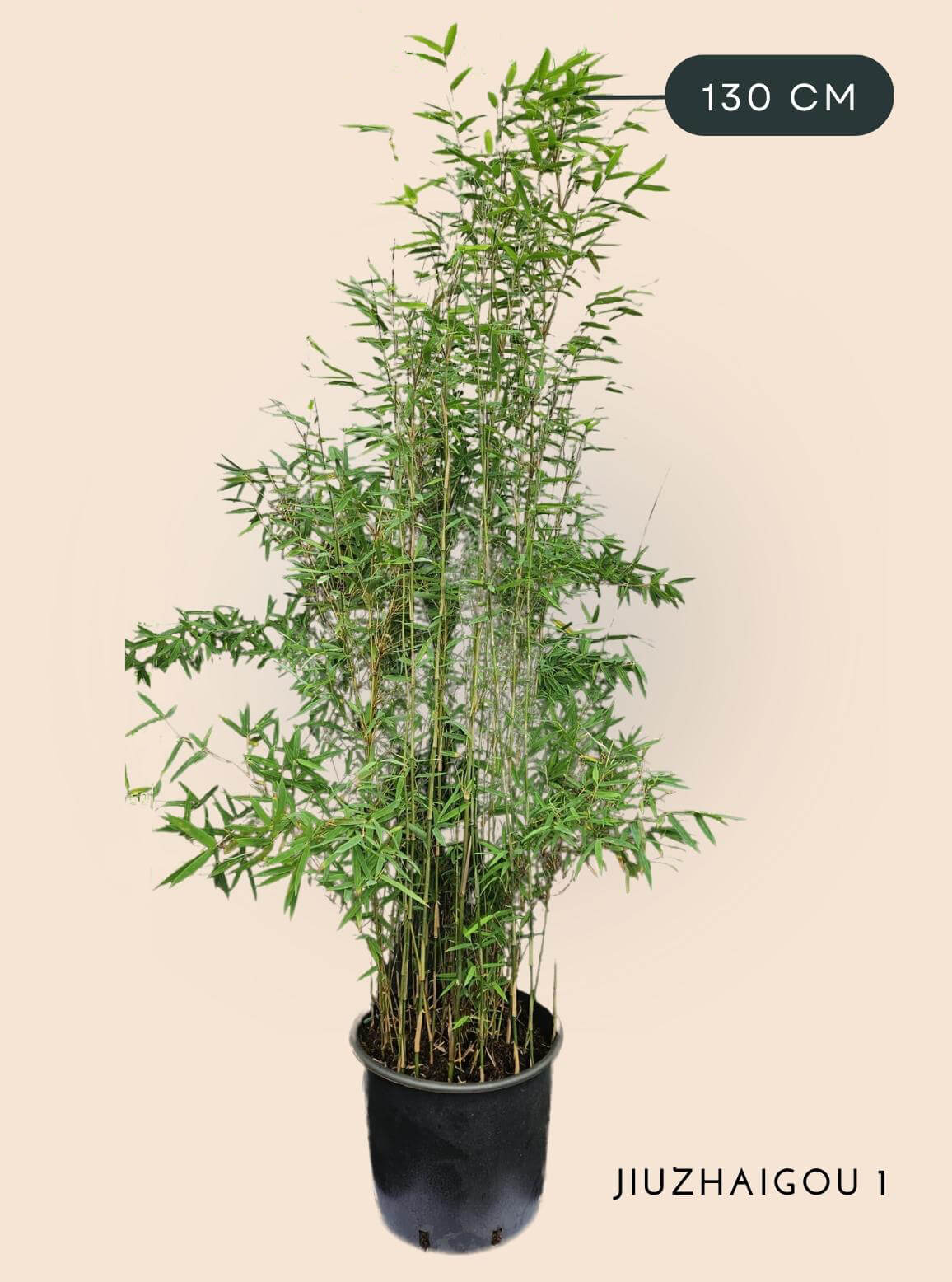 Bamboe Plant Fargesia Jiuzhaigou1 15 liter 130 cm hoog