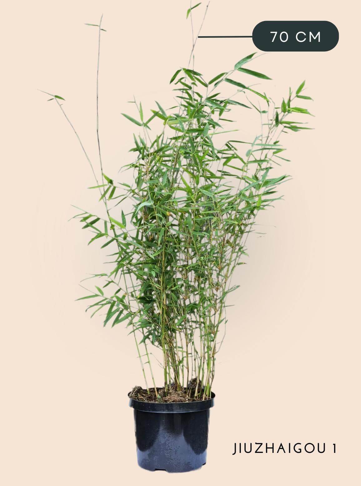 Bamboe Plant Fargesia Jiuzhaigou1 2,5 liter 70 cm hoog