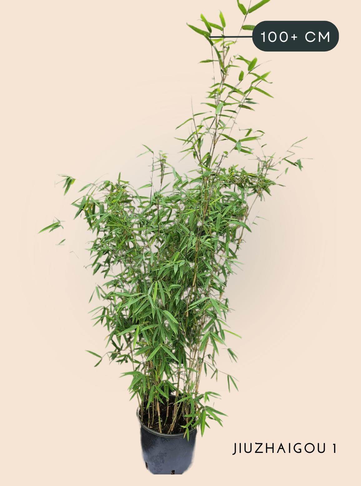 Bamboe Plant Fargesia Jiuzhaigou1 5,5 liter 100+ cm hoog