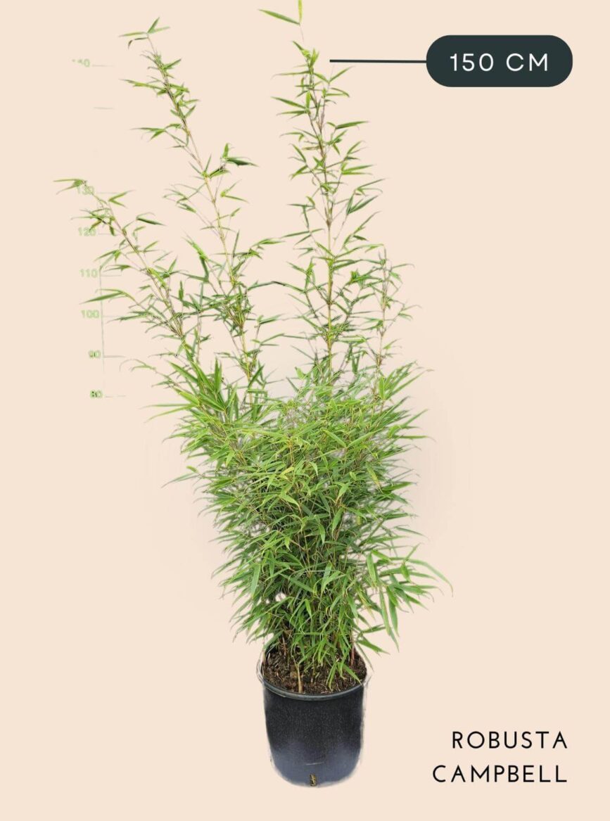 Bamboe Plant Fargesia Robusta Campbell 10 liter 150 cm hoog