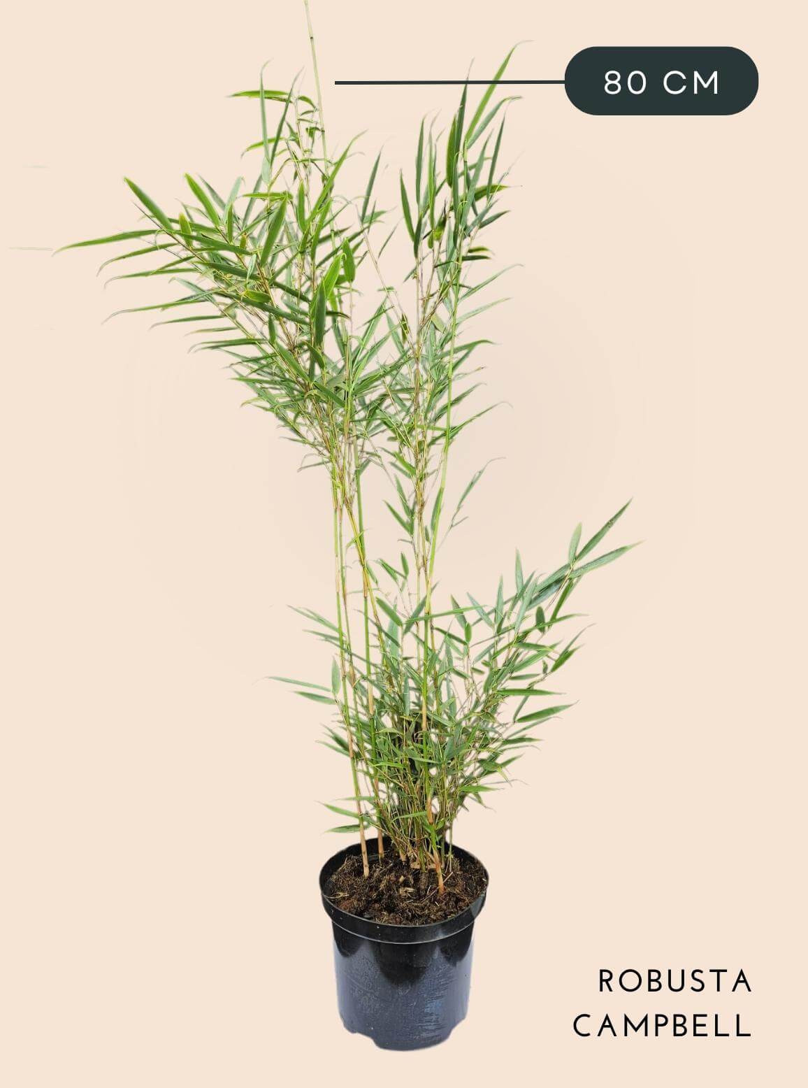 Bamboe Plant Fargesia Robusta Campbell 2,5 liter 80 cm hoog