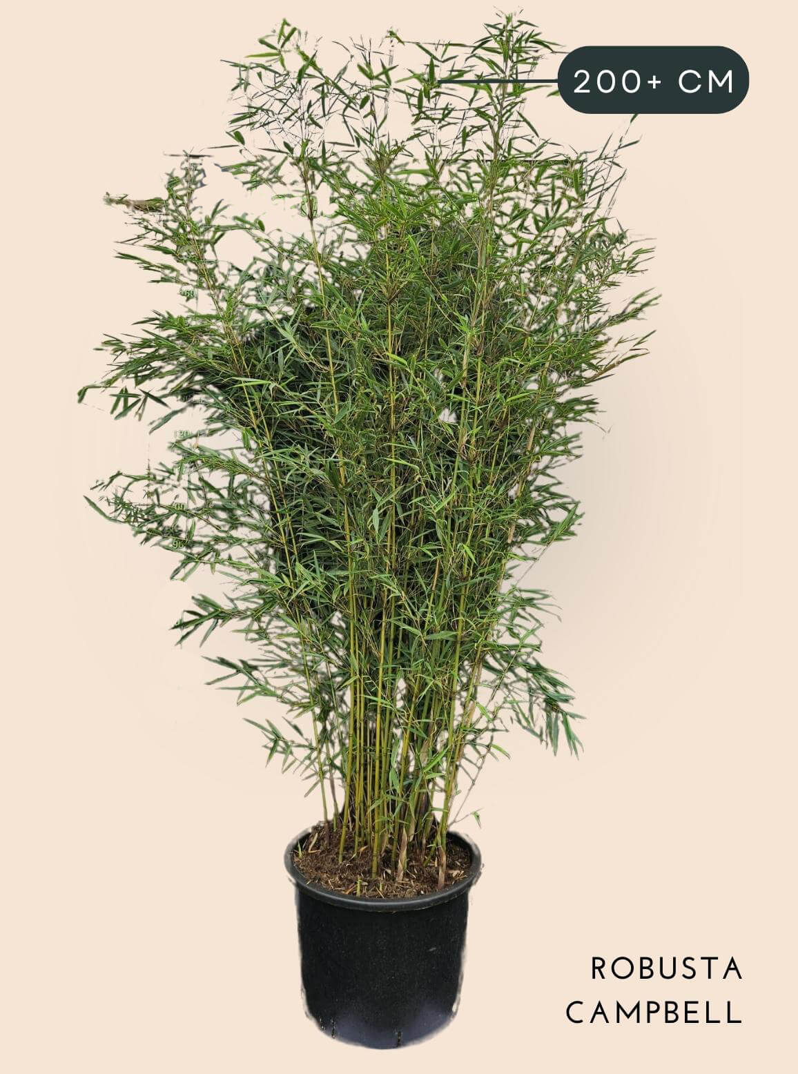 Bamboe Plant Fargesia Robusta Campbell 35 liter 150-200+ cm hoog