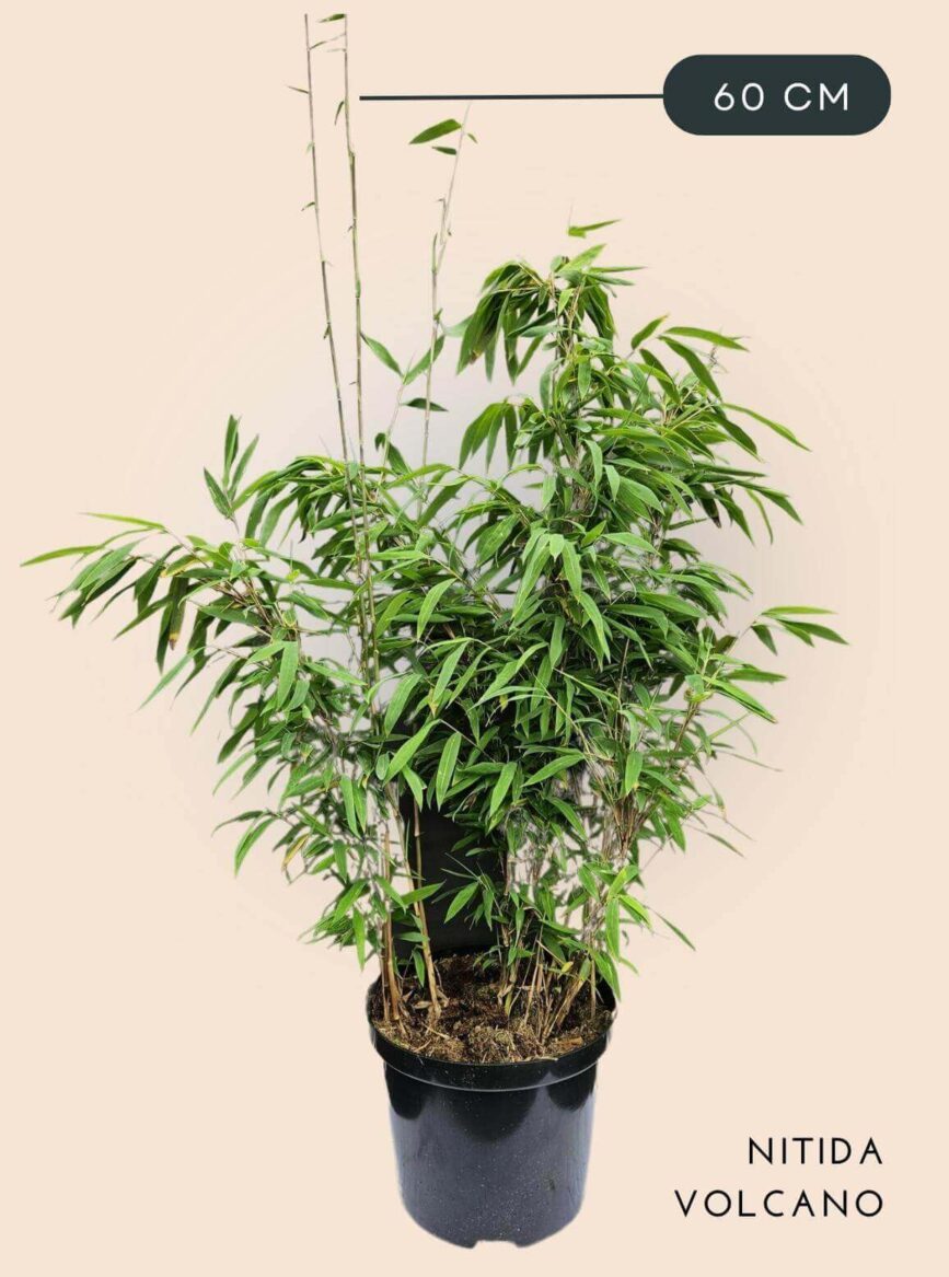 Bamboe Plant Fargesia nitida Volcano 2,5 liter 60 cm hoog