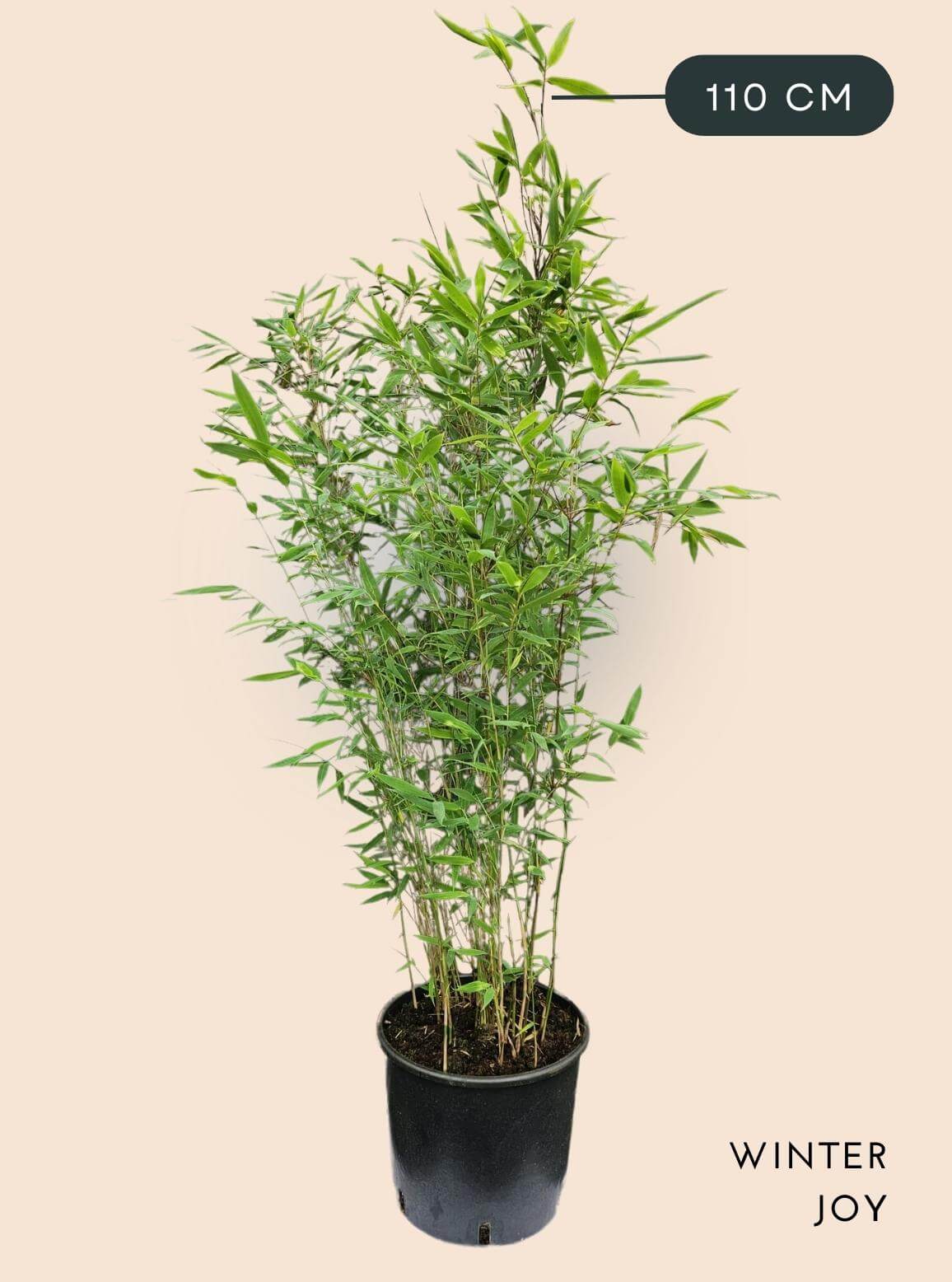 Bamboe Plant Fargesia nitida Winter Joy 10 liter 110 cm hoog