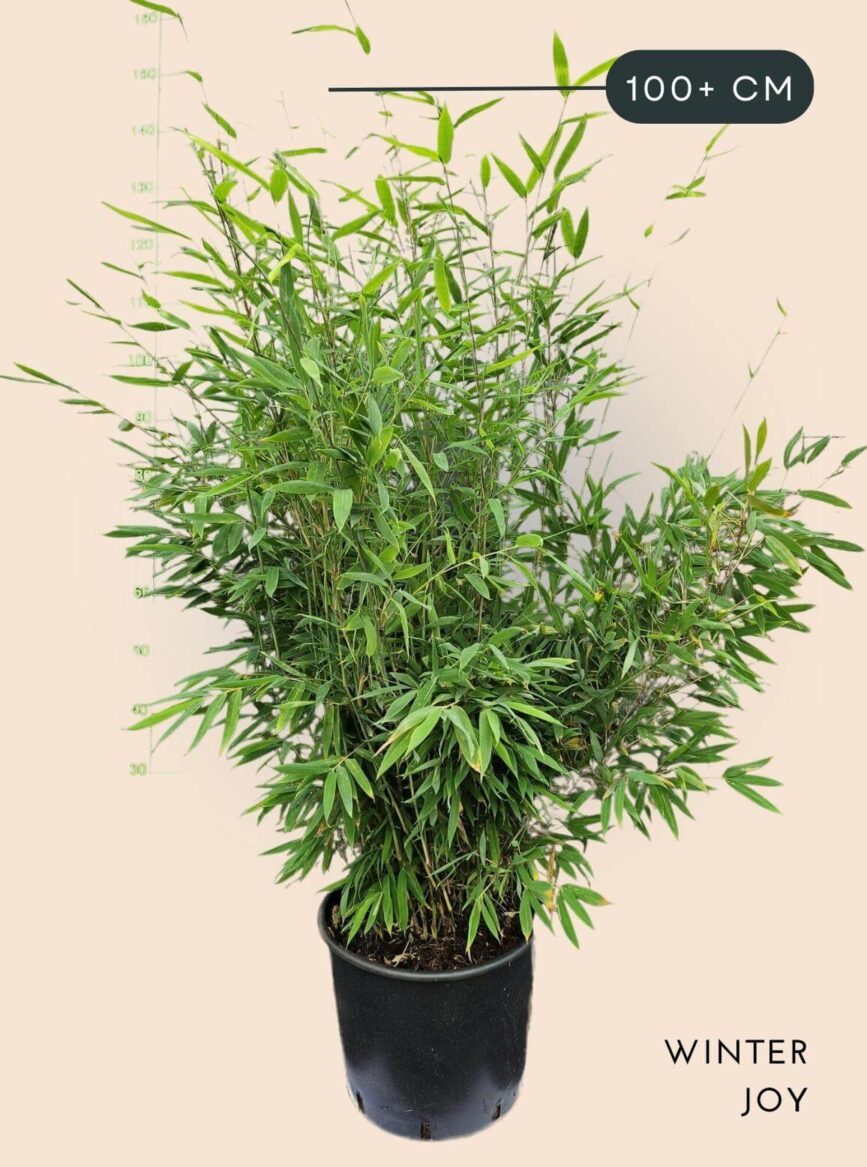 Bamboe Plant Fargesia nitida Winter Joy 15 liter 100+ cm hoog