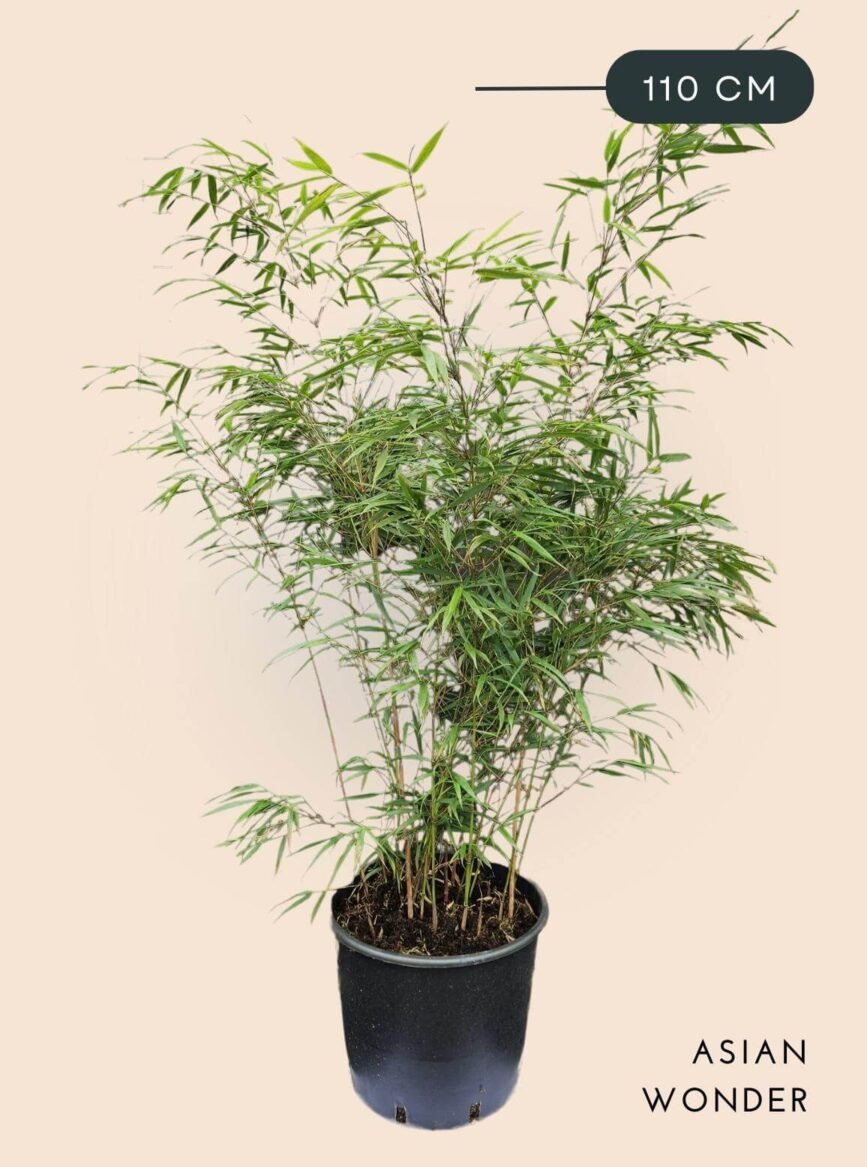 Bamboe Plant Fargesia scabrida Asian Wonder 15 liter 110 cm hoog